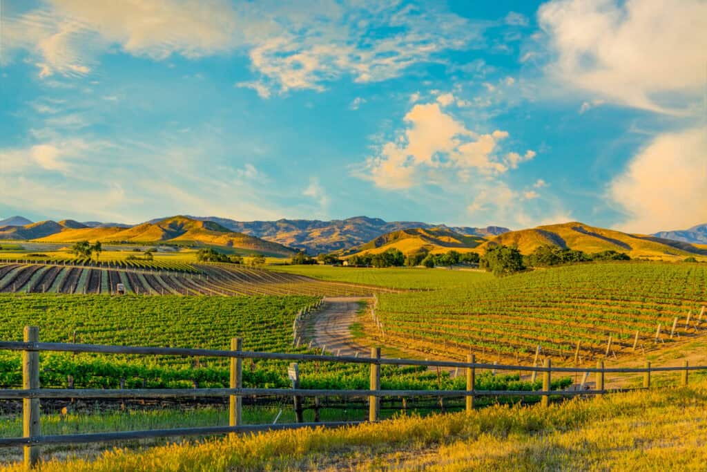 Scenic view of vineyards and rolling hills in California during sunset.