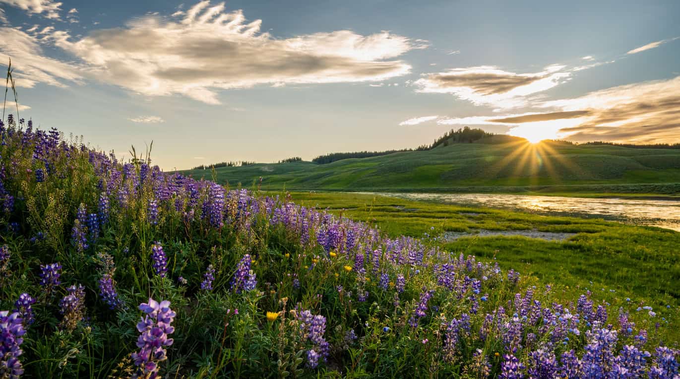 Idaho landscape with wildflowers, rolling hills, and sunset sky, ideal for Zip Kit Homes.